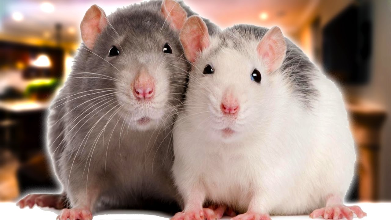 rat simulator free download